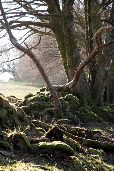 Walking In Wales - Pentre Ifan