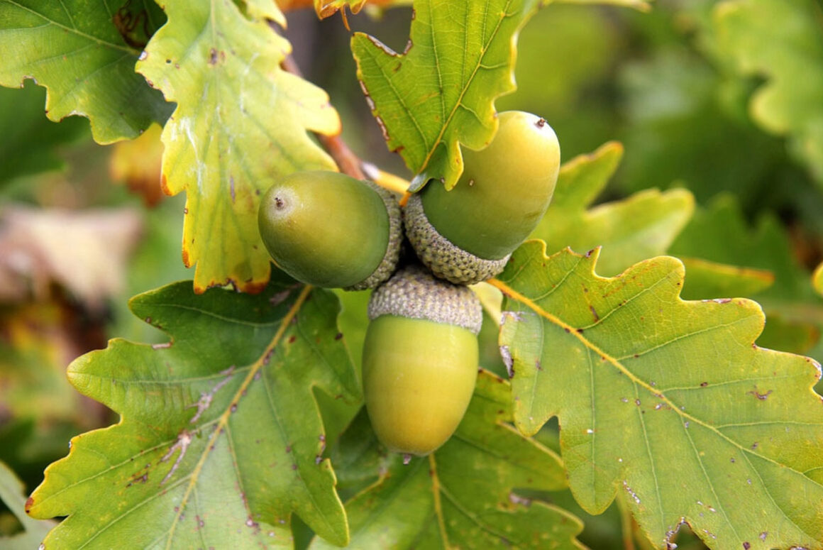 Mighty Oaks from Little Acorns Grow…..