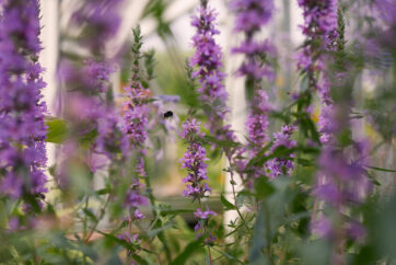 World Mental Health Day 2020; How Gardens Can Contribute to Mental Health for All