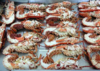 Cardigan Bay Shellfish