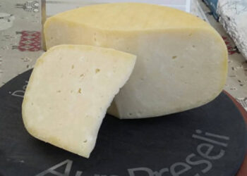 Dolwerdd Dairy Sheep