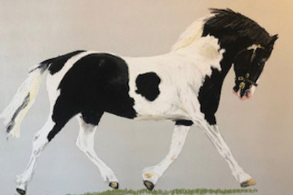Olwen Jones Animal Portraits