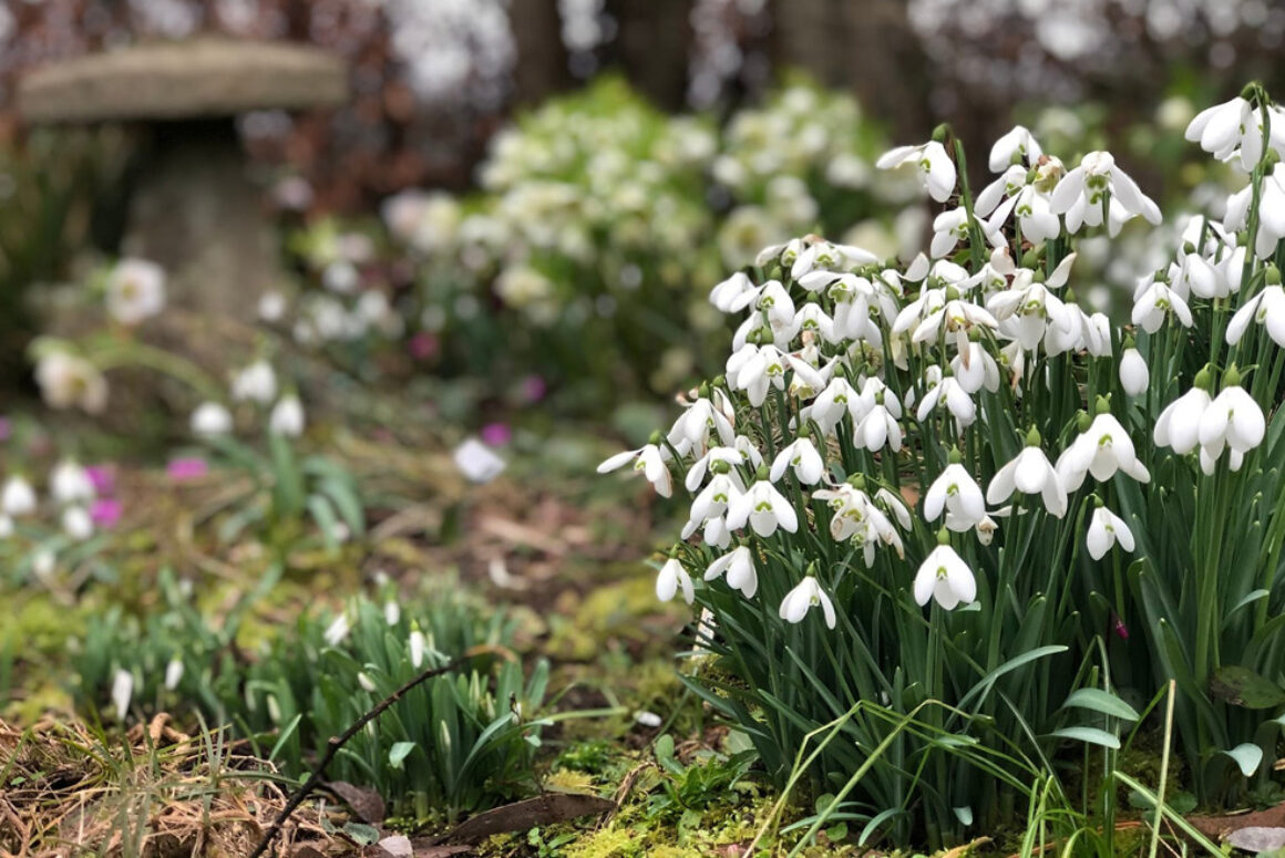 2021 Snowdrop Festival celebrates the first signs of spring 2021 Snowdrop Festival Celebrates the First Signs of Spring