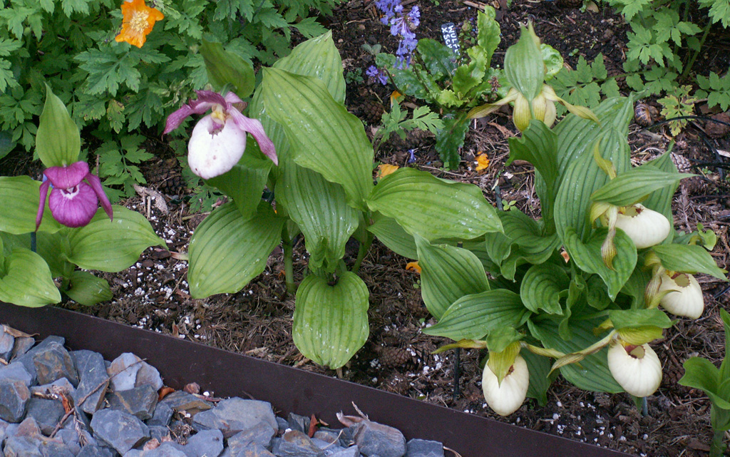 Cypripediums - The Winter Garden Cypripediums - The Winter Garden
