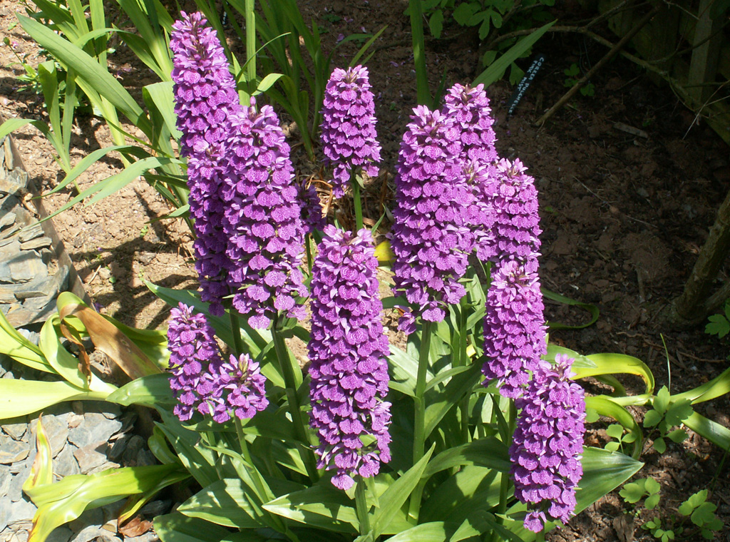 Dactylorhiza elata