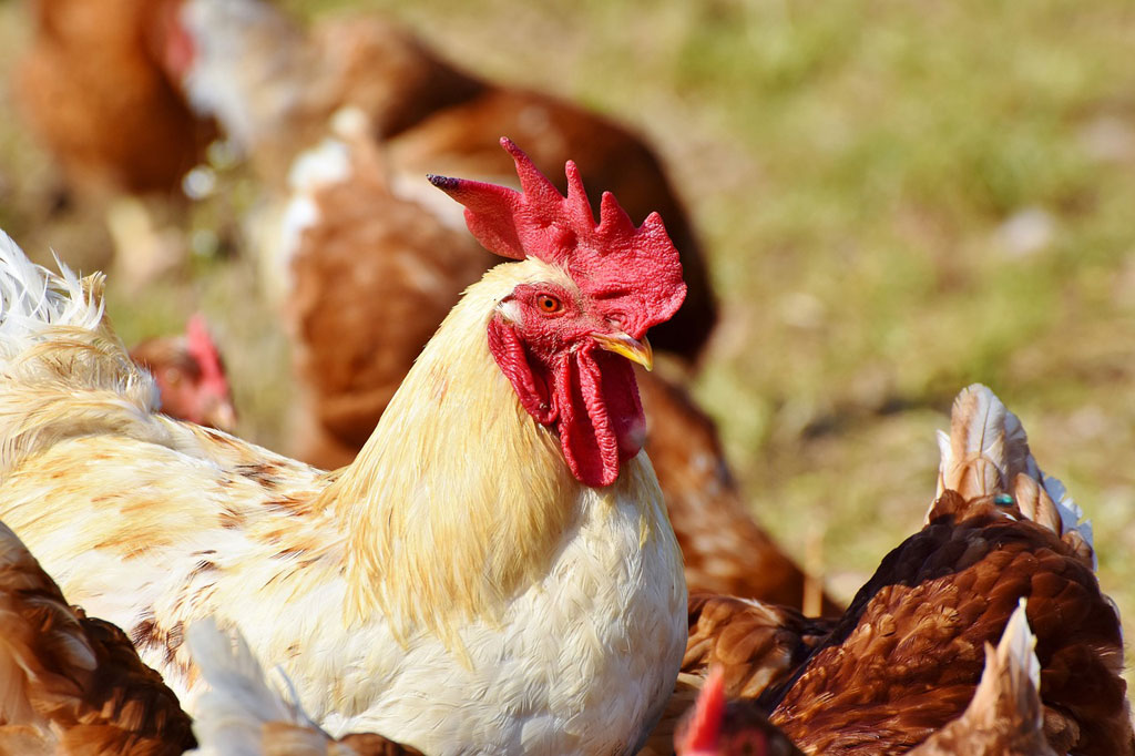Tighter measures to protect poultry against avian flu