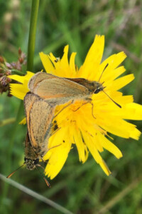 Thymelicus sylvestris (Small skipper) mating