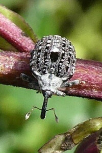 Cionus hortulanus (Figwort weevil)