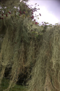 Usnea articulata near Crymych