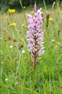 Dactylorhiza sp.