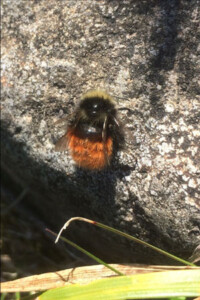 Bombus monticola (Bilberry)