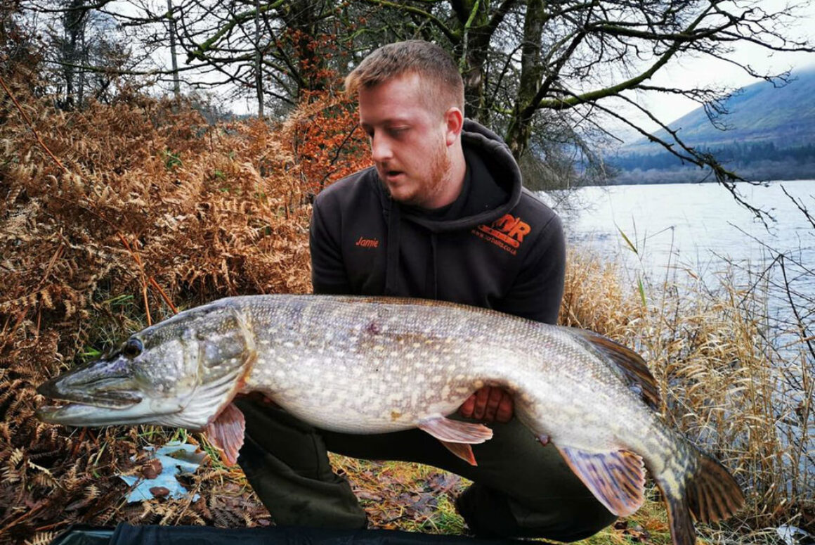 A Small Glimmer of Hope for Salmon