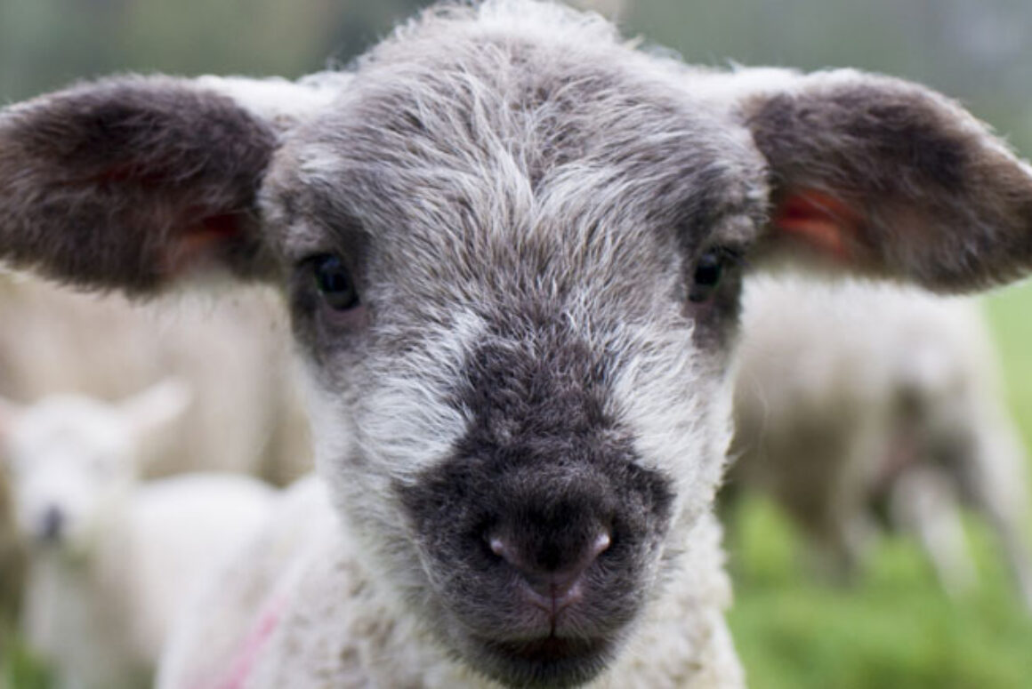Announcement Regarding the Royal Welsh Agricultural Society’s 2021 Events
