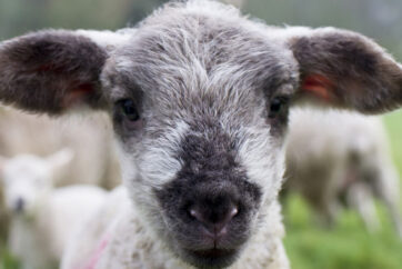 Announcement regarding the Royal Welsh Agricultural Society's 2021 events