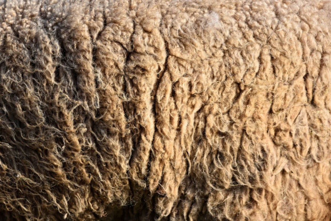 British Wool Launches Major Cost Saving Initiative