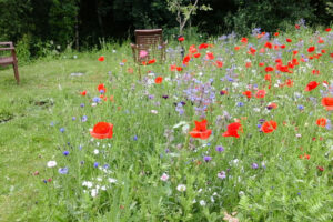 Meadow Creations