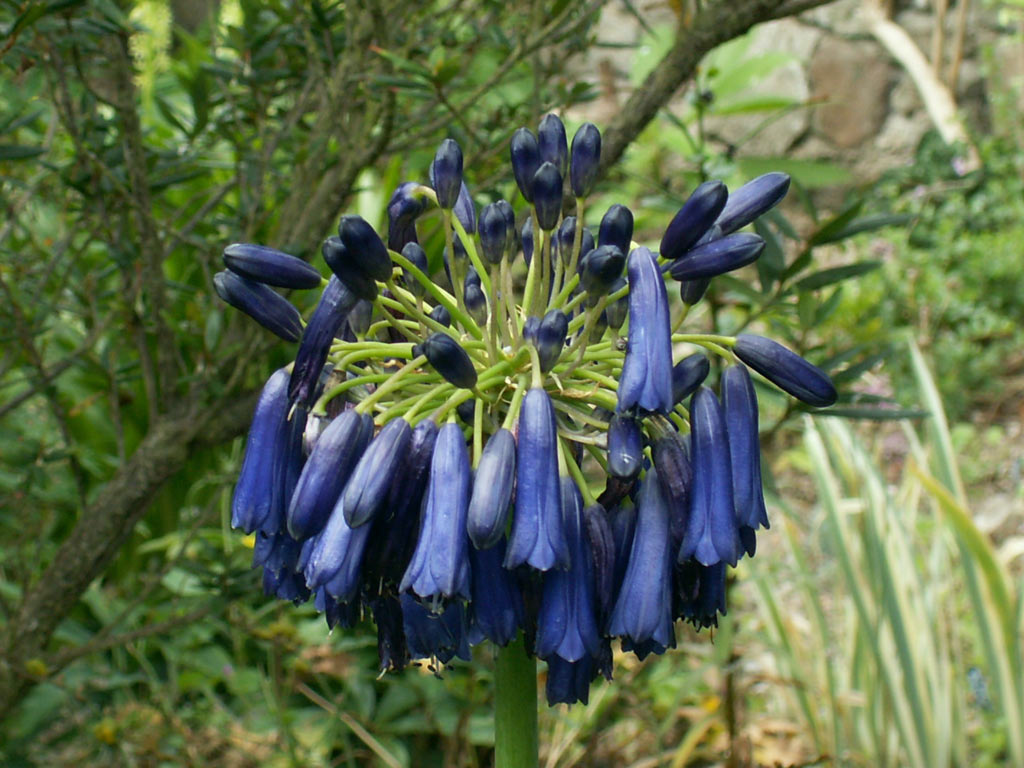 Agapanthus inapertus Graskop