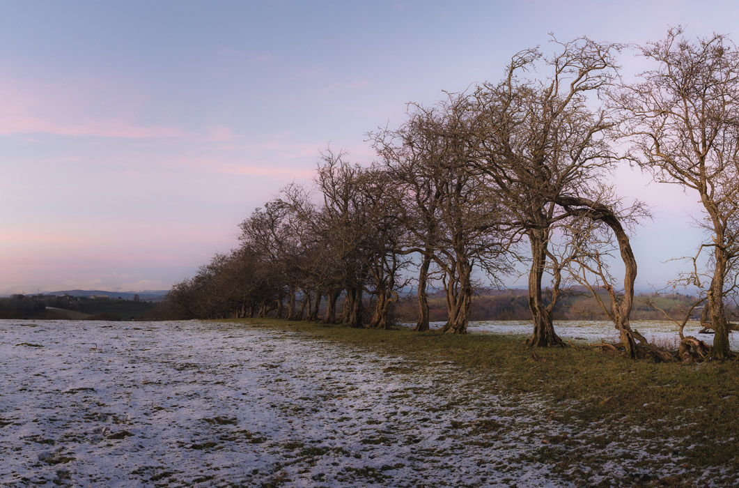 Breaking Free - Winter Woodland