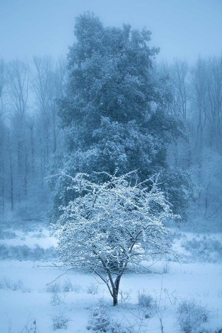 Frozen - Winter Woodland Frozen - Winter Woodland