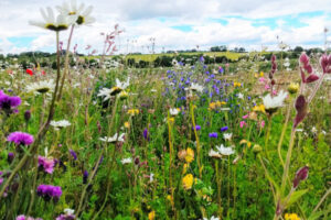 Meadow Creations