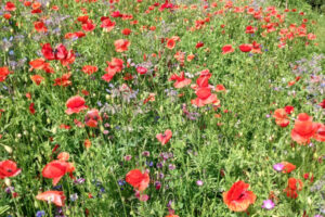 Meadow Creations