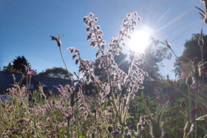 Meadow Creations