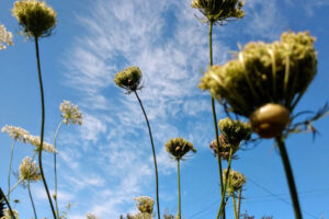 Meadow Creations