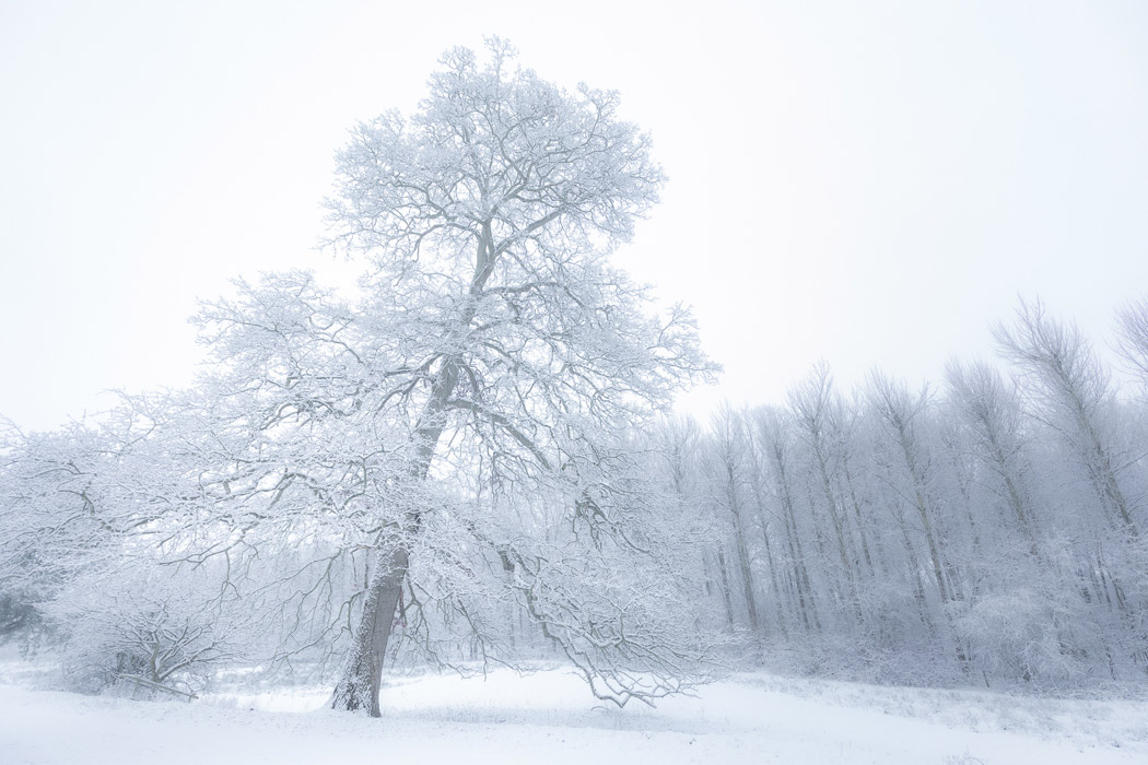 Kings Speech - Winter Woodland