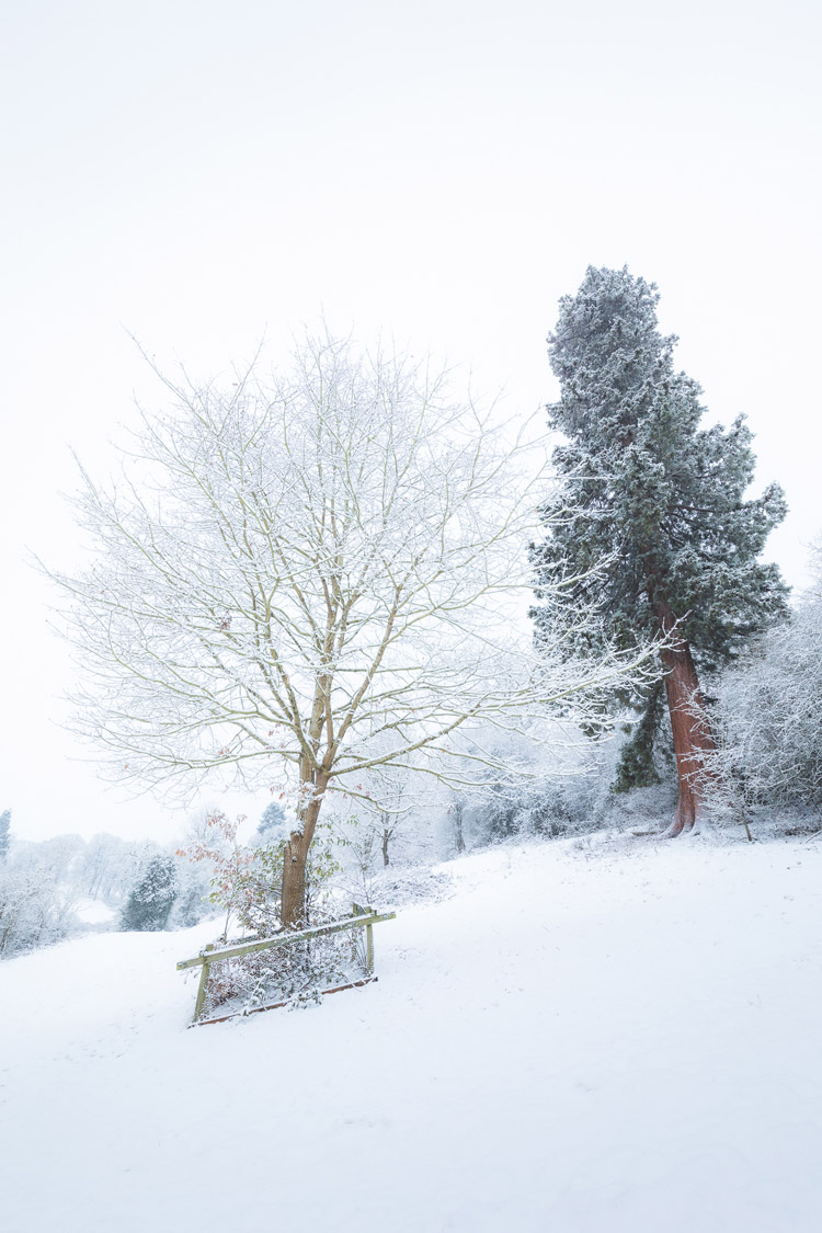 Life Lessons - Winter Woodland