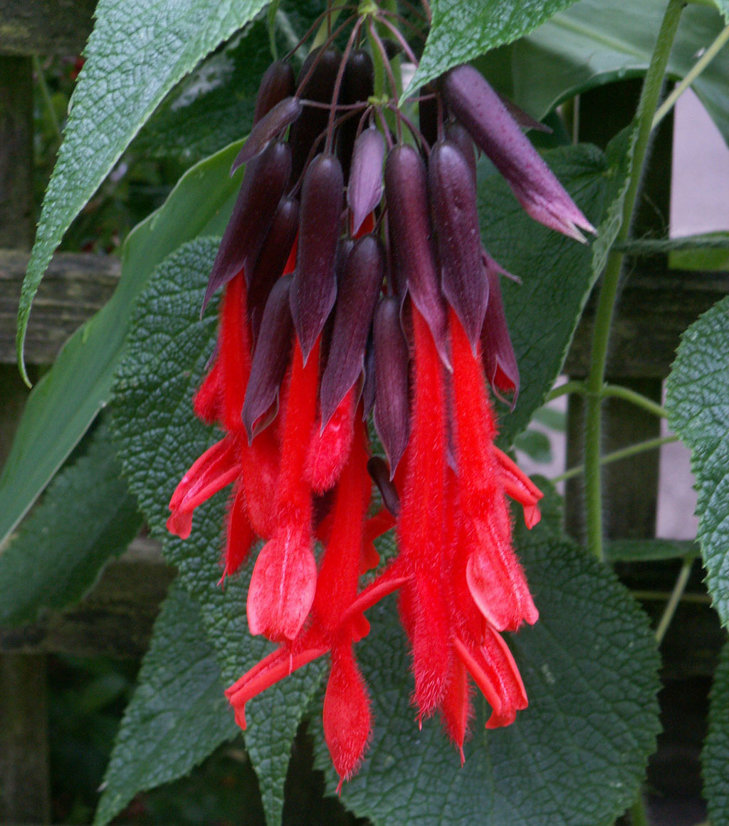 Salvia dombeyi