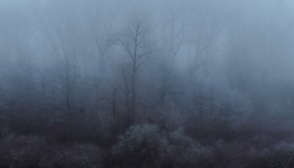 The Enchanted Woodland