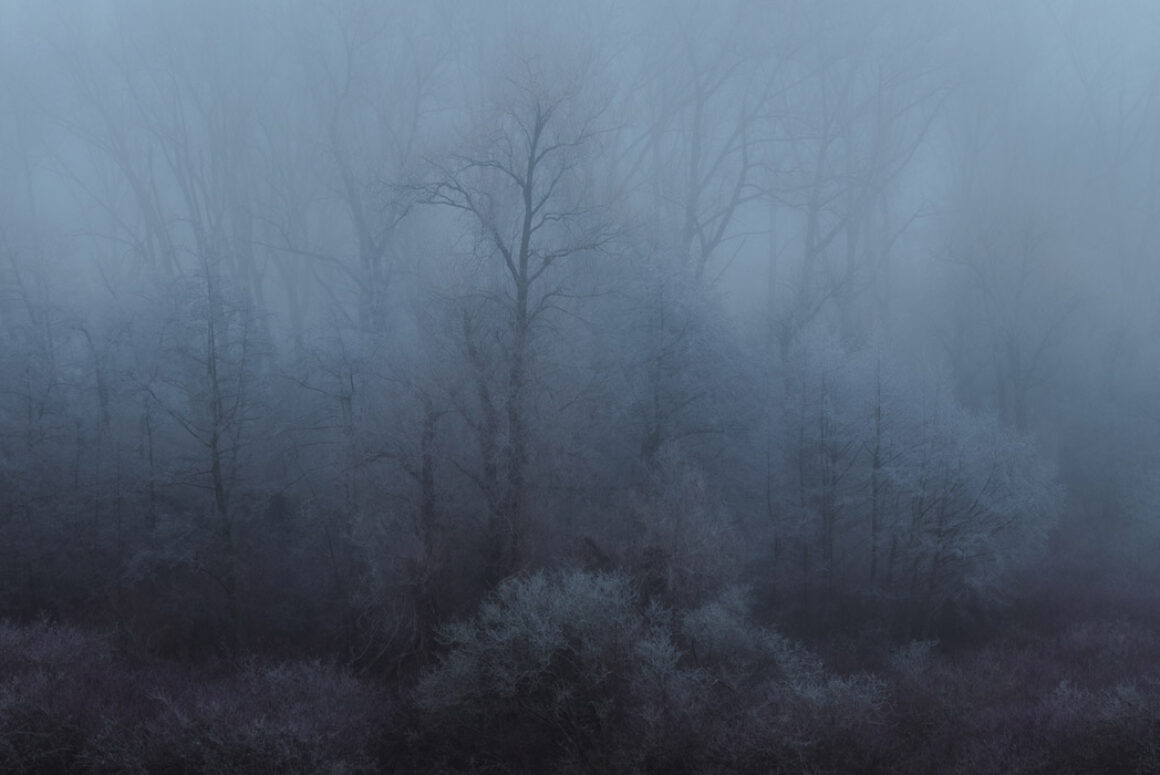 Winter Woodland by Brad Carr