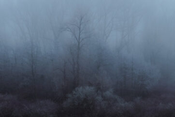The Enchanted Woodland