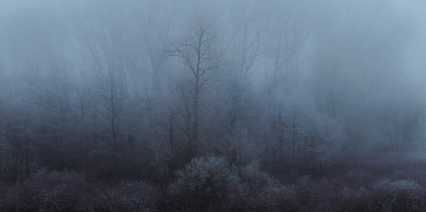 The Enchanted Woodland