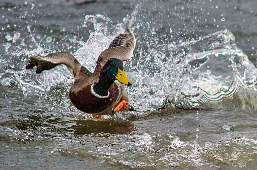 Duck Fighting