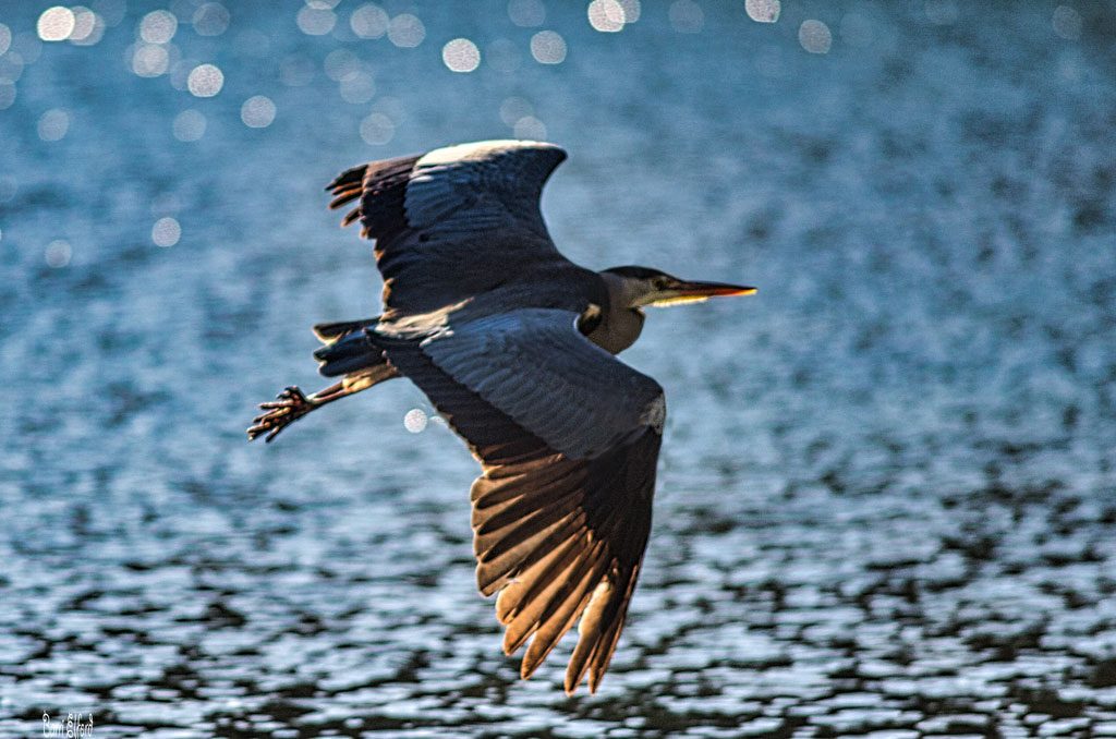 Heron Flight, Rhondda