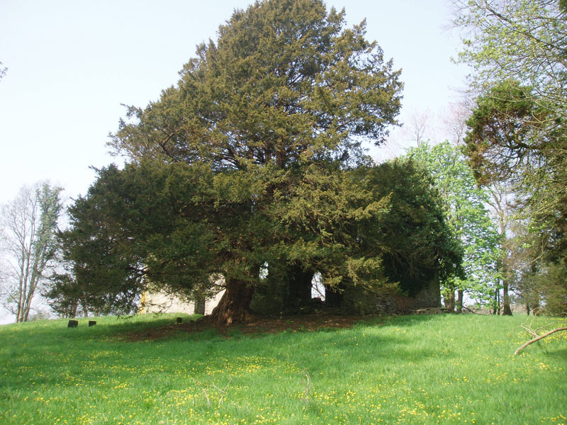 Six Graves at Llanfihangel Abercowyn