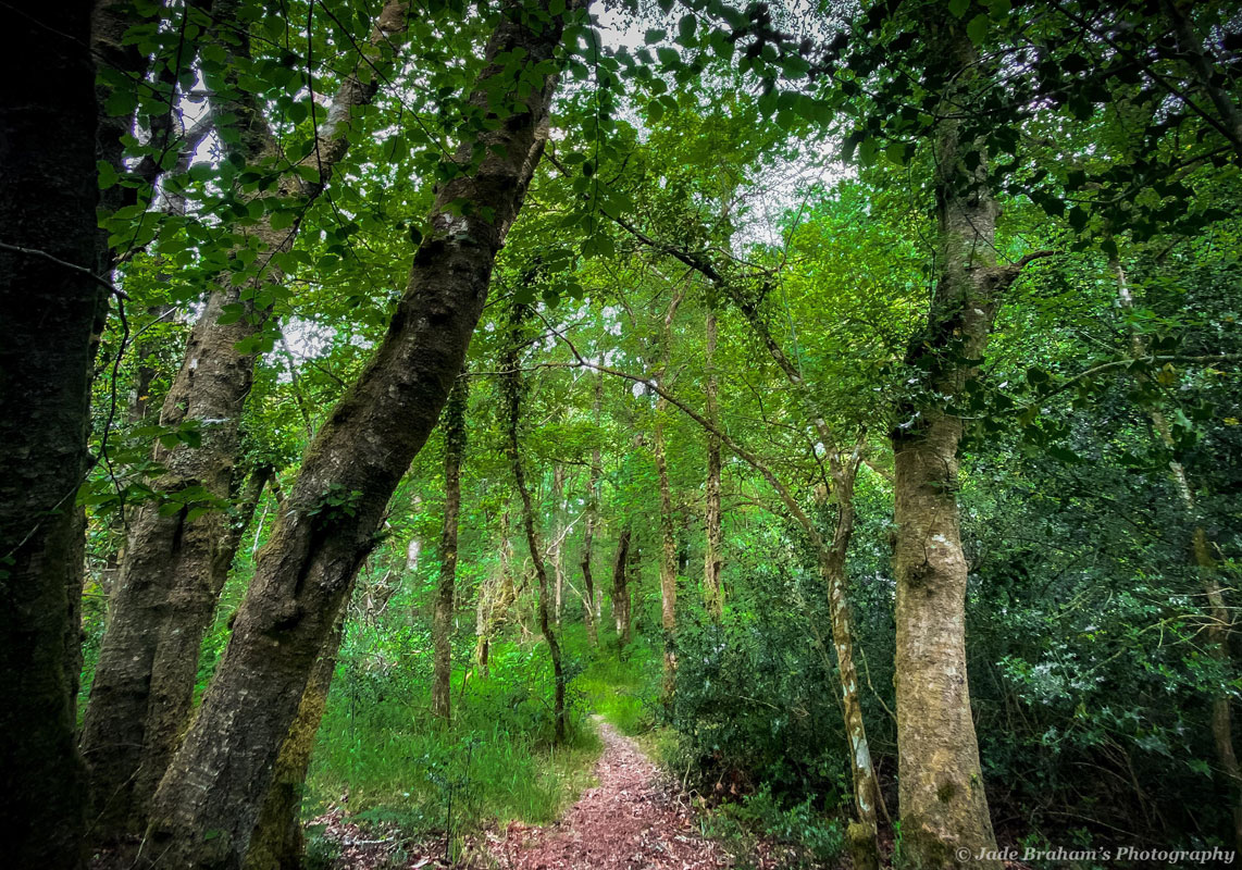 Woodland Walk