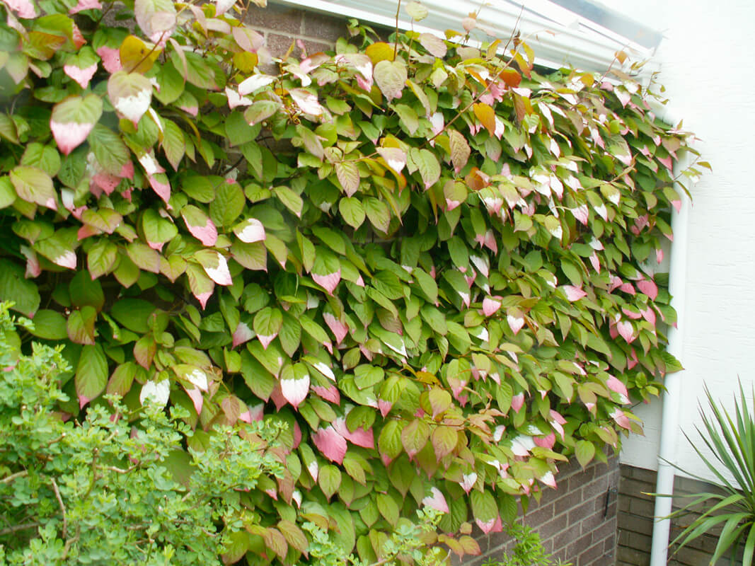 Actinidia kolomikta - The Early Summer Garden
