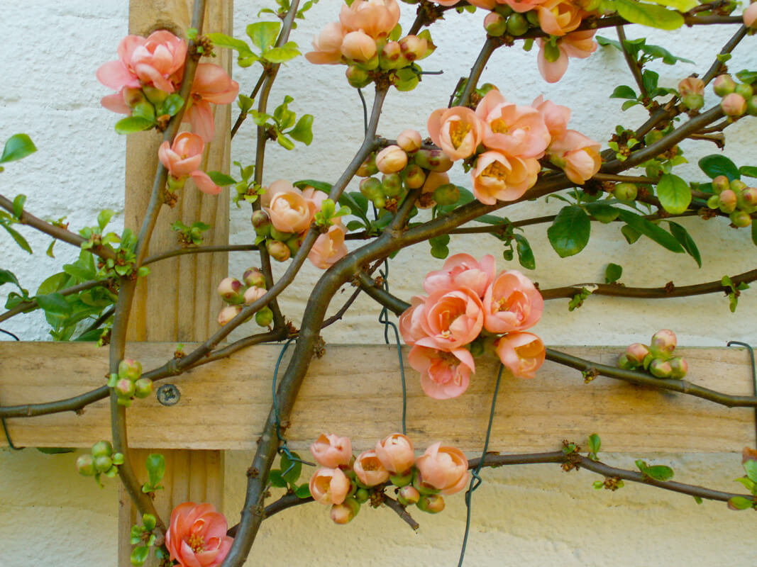 Chaenomeles speciosa - 'Geisha-Girl' - The Early Summer Garden