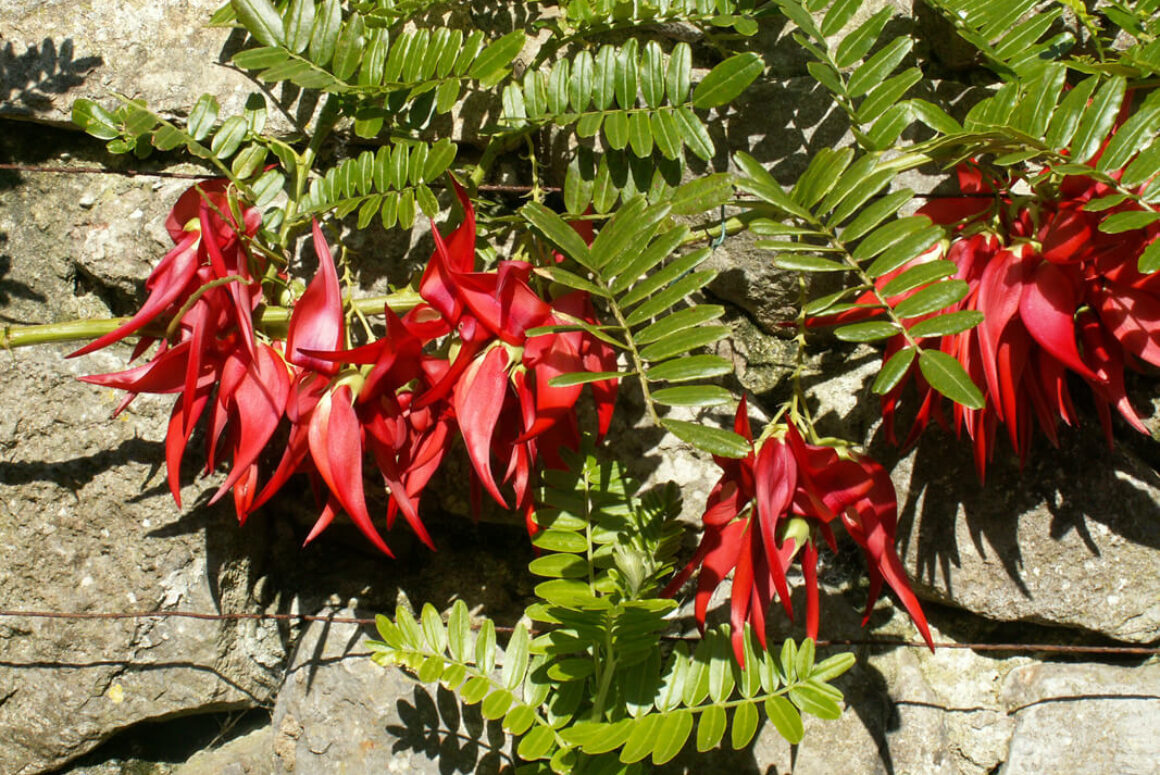The Early Summer Garden 2021