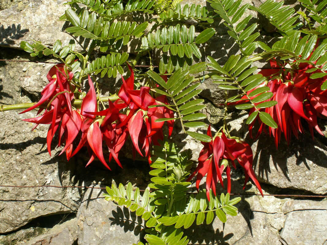 Clianthus puniceus