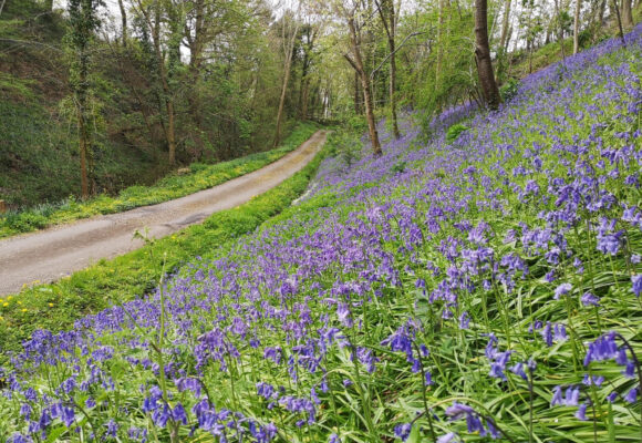 Cwm Farm - Bluebells - The Early Summer Garden