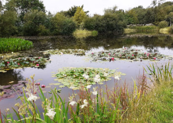 Ffynnon Las - The Early Summer Garden