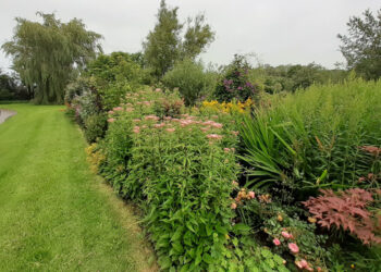 Ffynnon Las - The Early Summer Garden