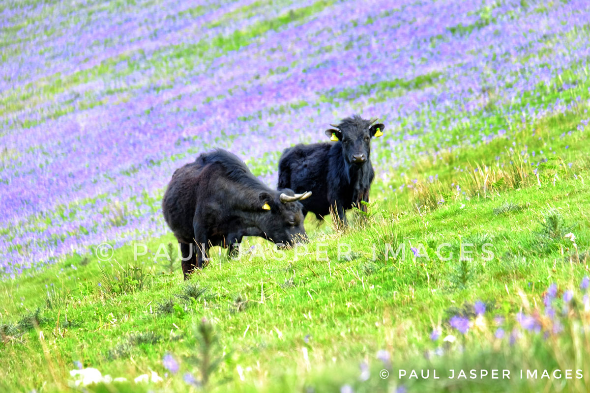 Welsh Blacks grazing among the bluebells on steep slopes near Dinas Mawddwy, Gwynedd