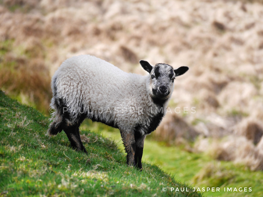 Badger Faced lamb keeps an eye on an unexpected photographer
