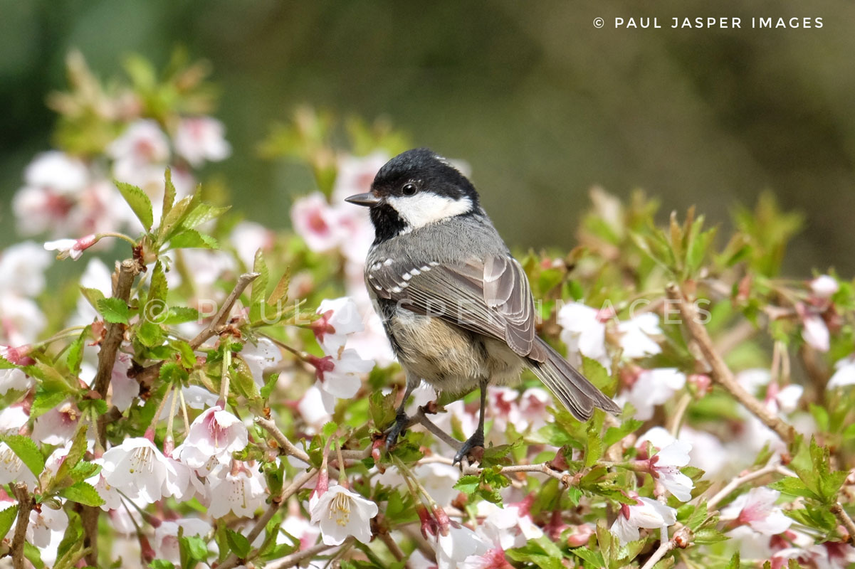 Coal Tit finds a fragrant perch on a late flowering cherry