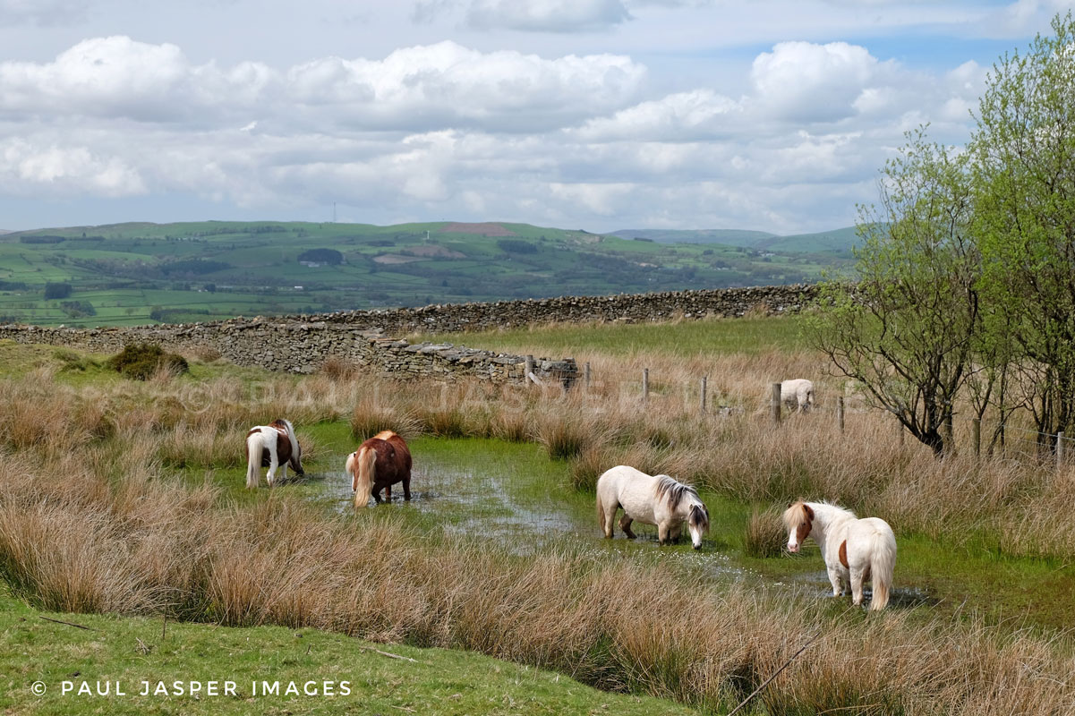 Welsh ponies