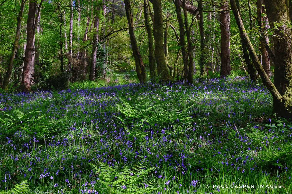 Bluebells